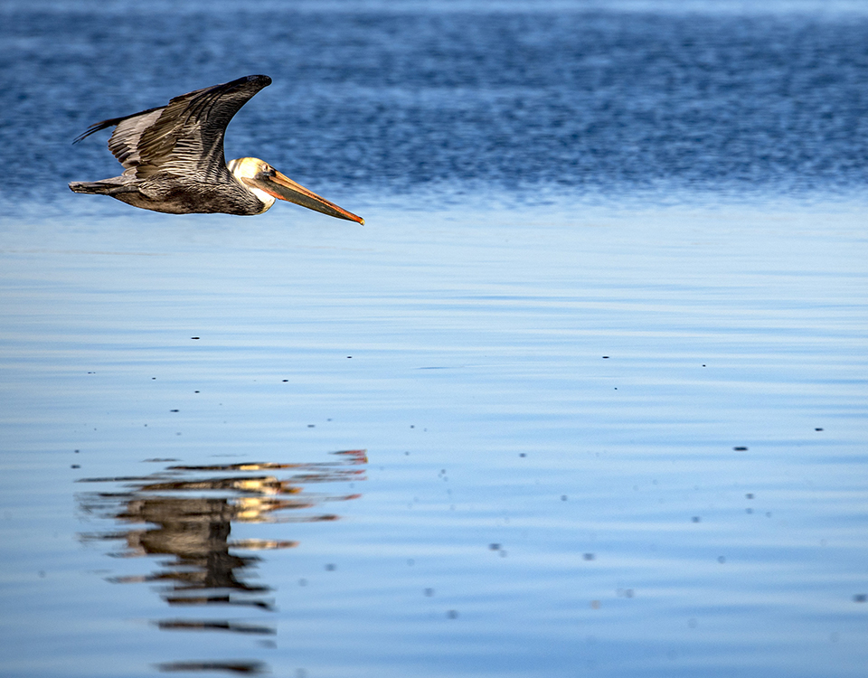 Louisiana pelican